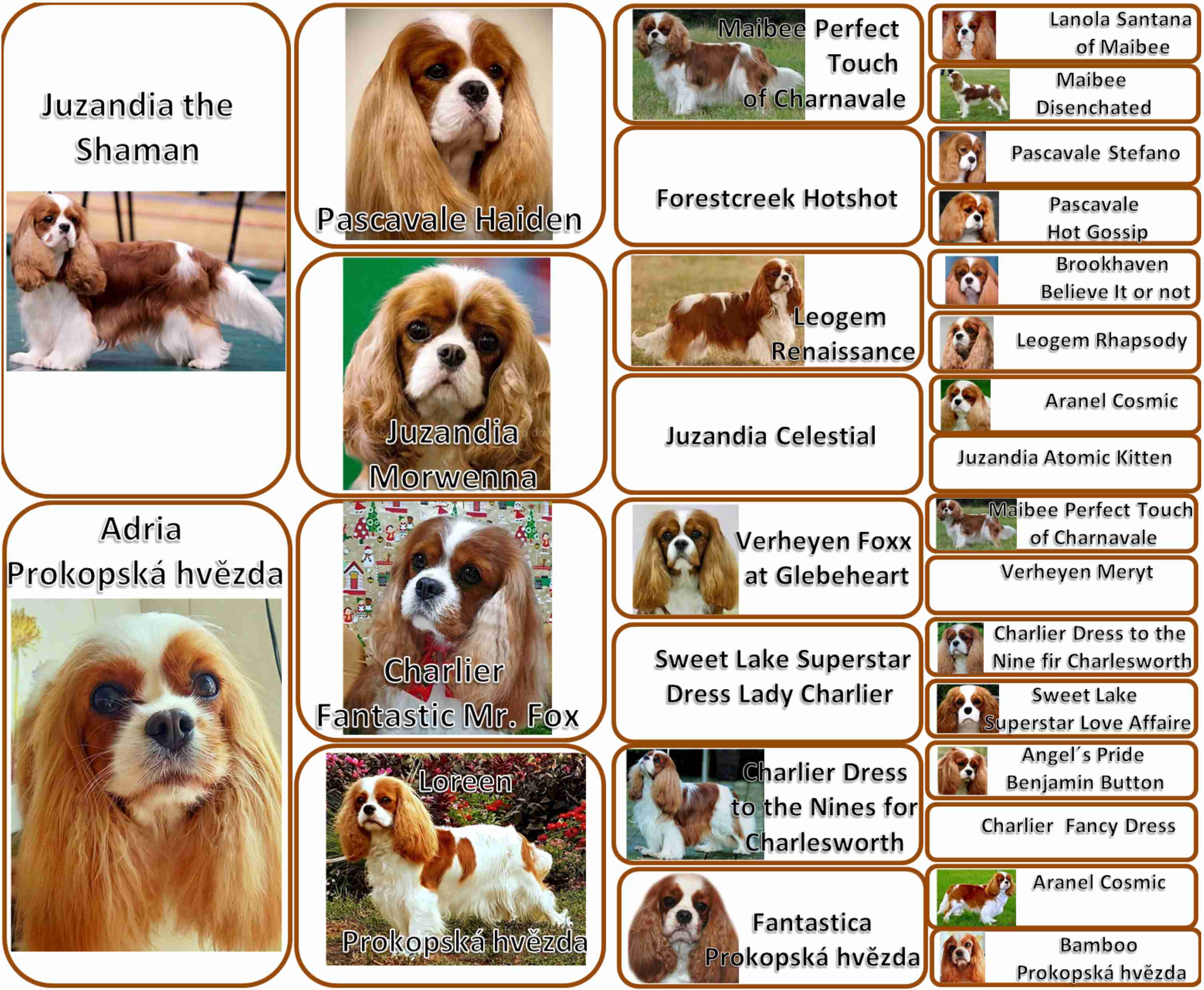 HIGGINS Prokopská hvězda